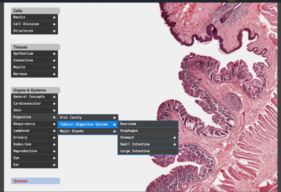 Expanded menu for the histology page. 