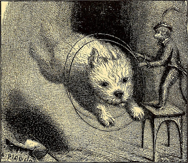 A drawing of a small terrier dog jumping through a hoop held by a monkey.